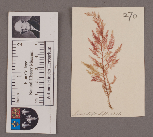 NHM_HH_1.270-2010 image NHM_HH_1.270-2010