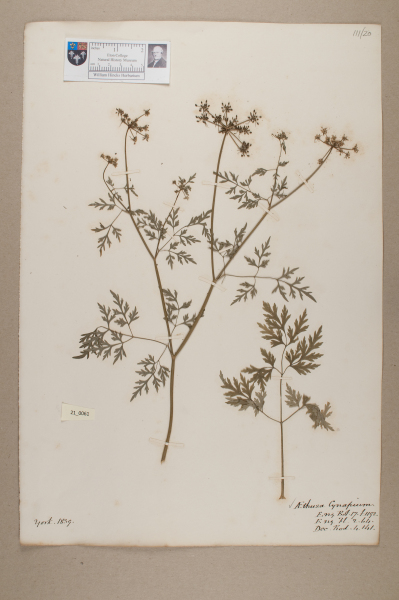 NHM_HH_21.61-2010 image NHM_HH_21.61-2010