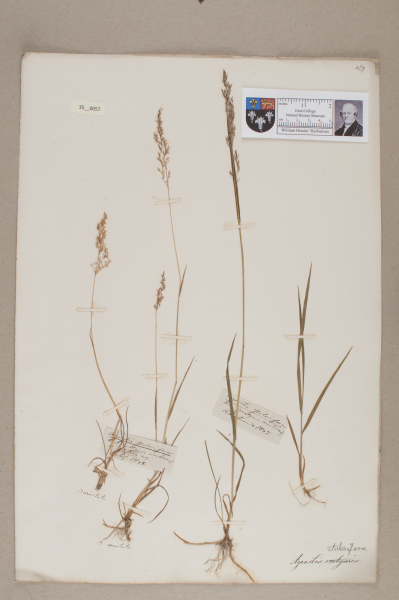 NHM_HH_35.57-2010 image NHM_HH_35.57-2010