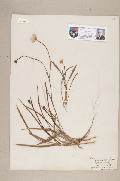 NHM_HH_7.61-2010 image NHM_HH_7.61-2010