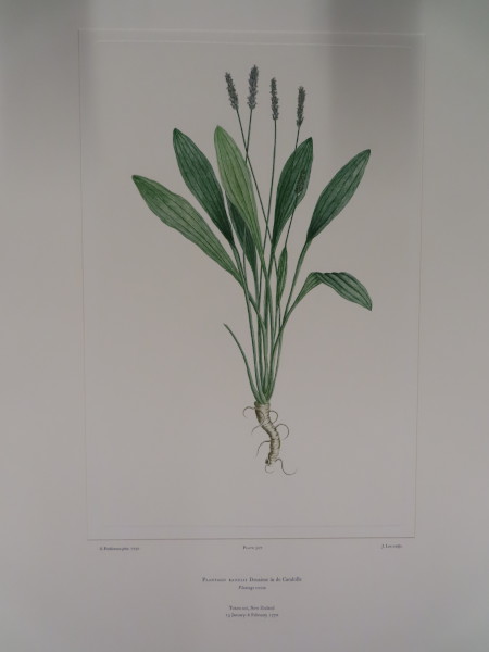 FDA-E.2916_25_15-2016 image FDA-E.2916_25_15-2016