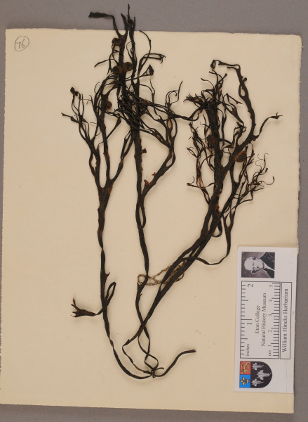 NHM_HH_1.76-2010 image NHM_HH_1.76-2010