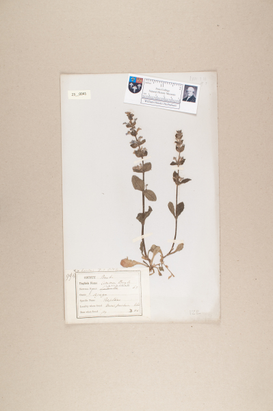 NHM_HH_23.41-2010 image NHM_HH_23.41-2010