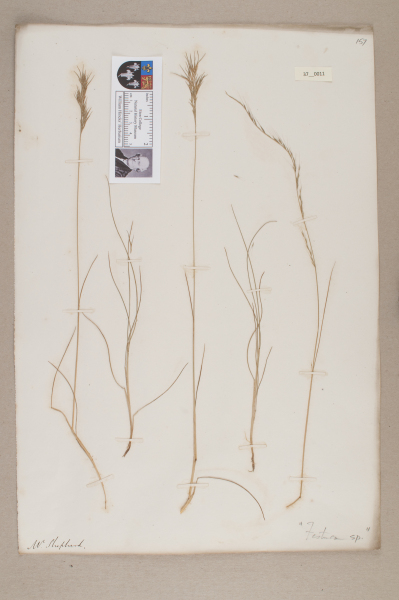 NHM_HH_37.11-2010 image NHM_HH_37.11-2010