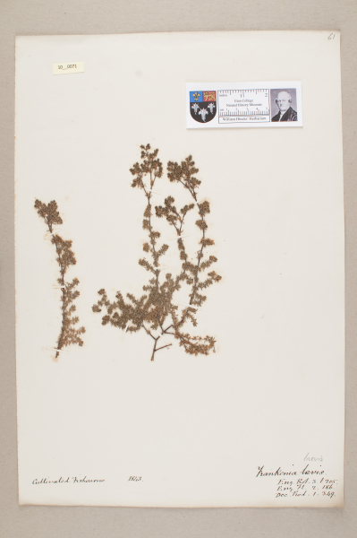 NHM_HH_10.71-2010 image NHM_HH_10.71-2010