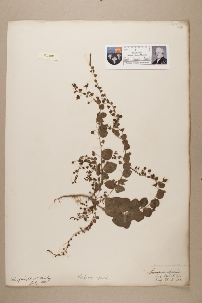 NHM_HH_25.15-2010 image NHM_HH_25.15-2010