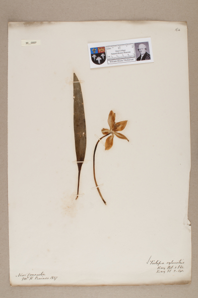 NHM_HH_38.7-2010 image NHM_HH_38.7-2010