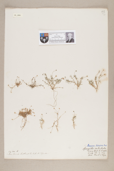 NHM_HH_9.56-2010 image NHM_HH_9.56-2010