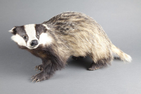 NHM.740-2017 image NHM.740-2017