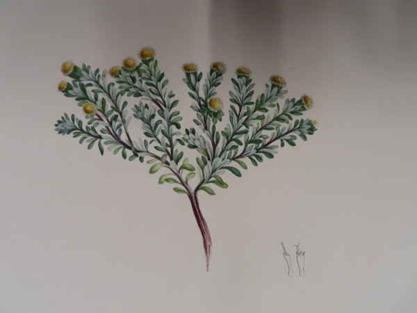 image FDA-E.2916_33_12-2016-A