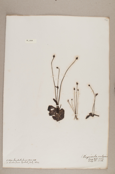 NHM_HH_26.109-2010 image NHM_HH_26.109-2010