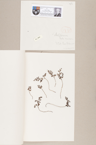 NHM_HH_4.83-2010 image NHM_HH_4.83-2010