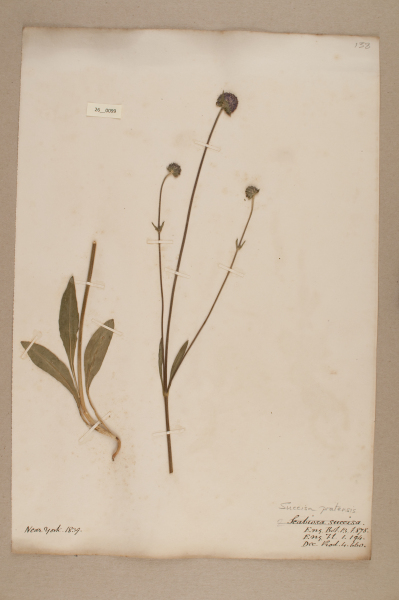 NHM_HH_26.99-2010 image NHM_HH_26.99-2010