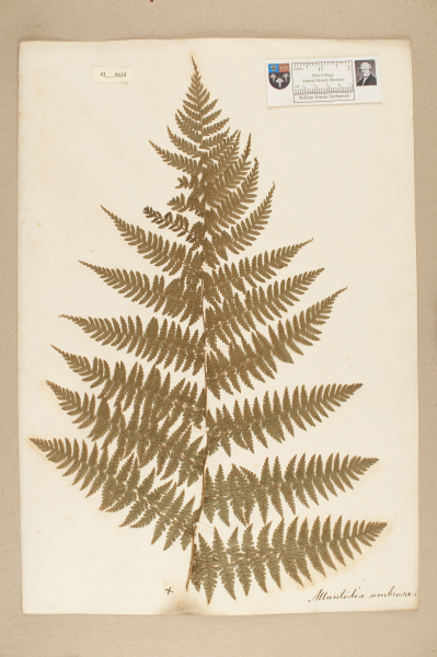 image NHM_HH_41.123-2010