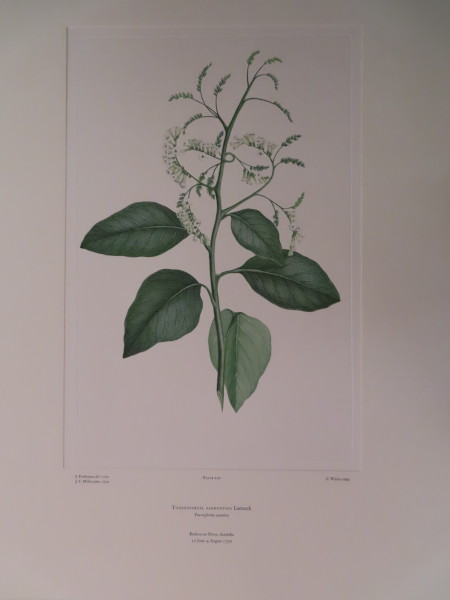 image FDA-E.2916_10_21-2016