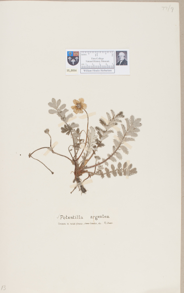 NHM_HH_13.54-2010 image NHM_HH_13.54-2010