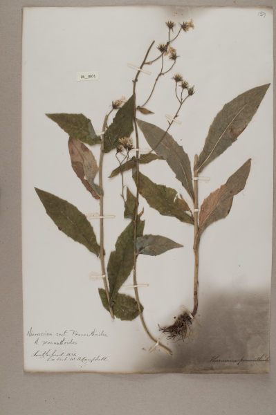 NHM_HH_28.71-2010 image NHM_HH_28.71-2010