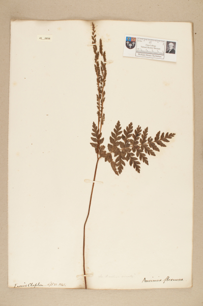 image NHM_HH_41.58-2010