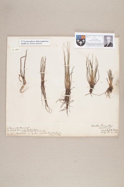 NHM_HH_3.14-2010 image NHM_HH_3.14-2010