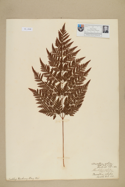 image NHM_HH_42.148-2010