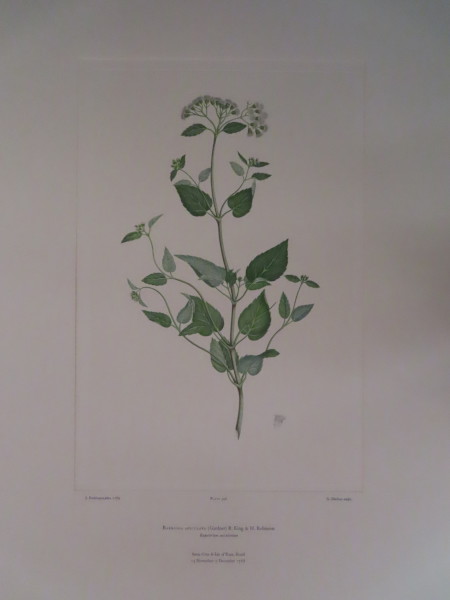 image FDA-E.2916_16_12-2016