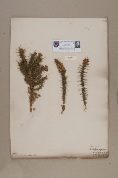 NHM_HH_16.54-2010 image NHM_HH_16.54-2010