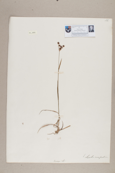 NHM_HH_31.31-2010 image NHM_HH_31.31-2010