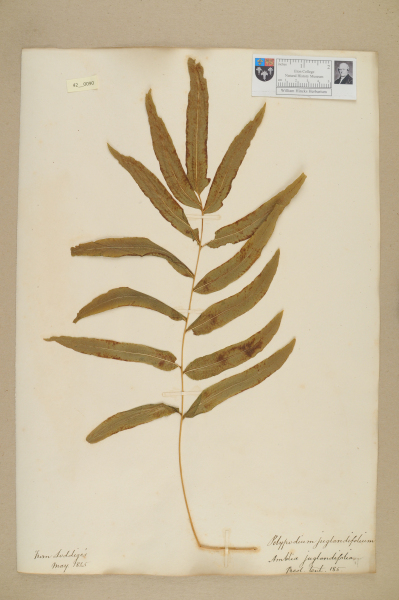 NHM_HH_42.90-2010 image NHM_HH_42.90-2010