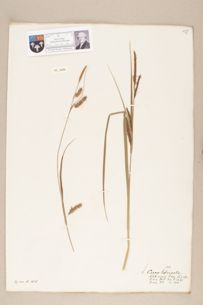 NHM_HH_33.46-2010 image NHM_HH_33.46-2010