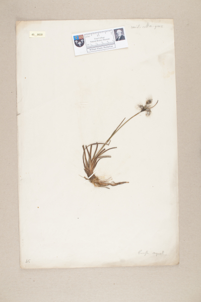 NHM_HH_45.20-2010 image NHM_HH_45.20-2010