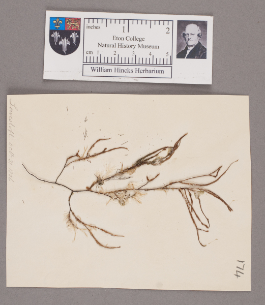 NHM_HH_1.174-2010 image NHM_HH_1.174-2010