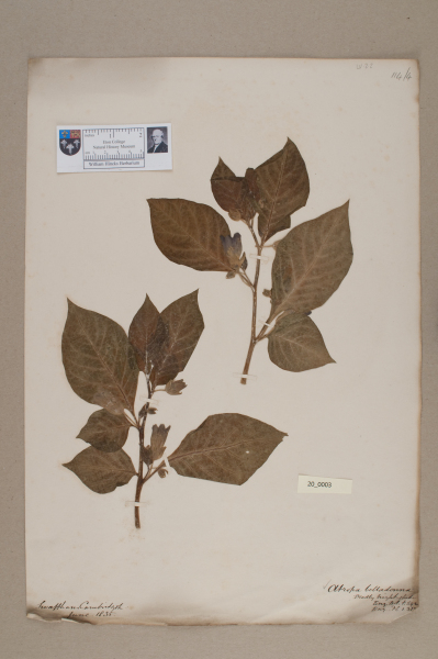 NHM_HH_20.3-2010 image NHM_HH_20.3-2010