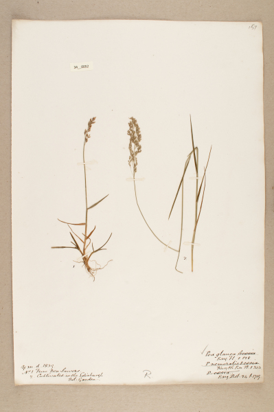 NHM_HH_34.52-2010 image NHM_HH_34.52-2010