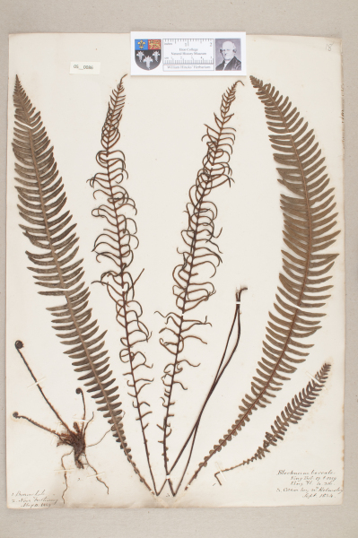 NHM_HH_5.86-2010 image NHM_HH_5.86-2010