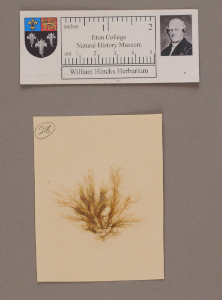 NHM_HH_1.28-2010 image NHM_HH_1.28-2010