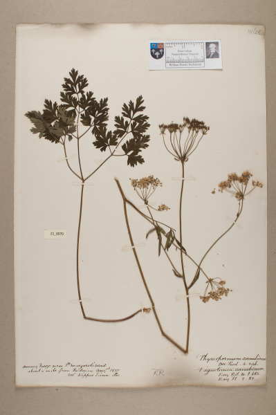 NHM_HH_21.70-2010 image NHM_HH_21.70-2010