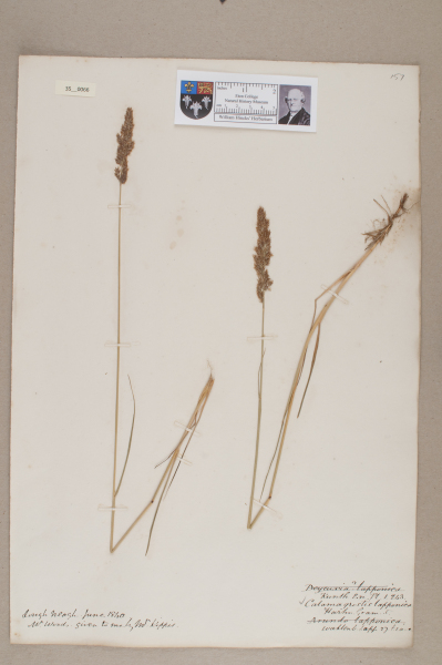 NHM_HH_35.66-2010 image NHM_HH_35.66-2010