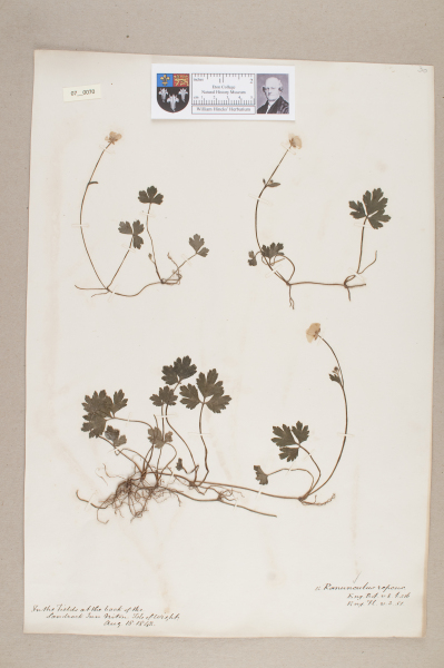 NHM_HH_7.70-2010 image NHM_HH_7.70-2010