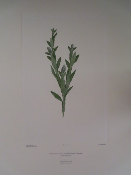 FDA-E.2916_8_7-2016-A image FDA-E.2916_8_7-2016-A