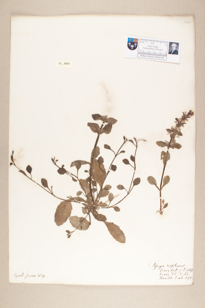 NHM_HH_23.50-2010 image NHM_HH_23.50-2010