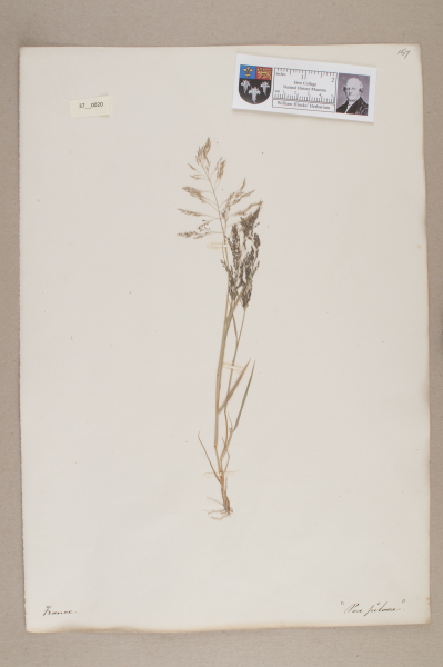 NHM_HH_37.20-2010 image NHM_HH_37.20-2010