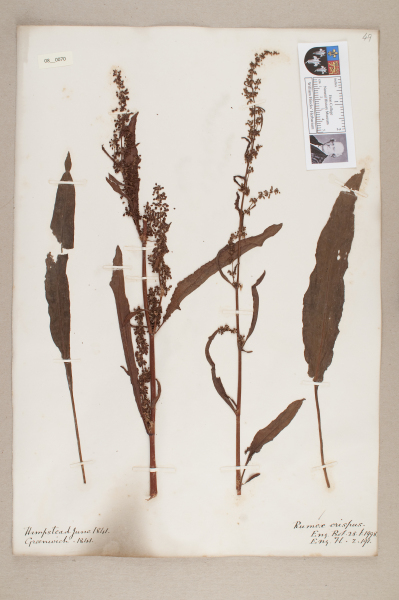 NHM_HH_8.70-2010 image NHM_HH_8.70-2010