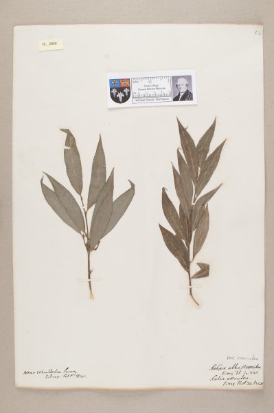 NHM_HH_10.80-2010 image NHM_HH_10.80-2010