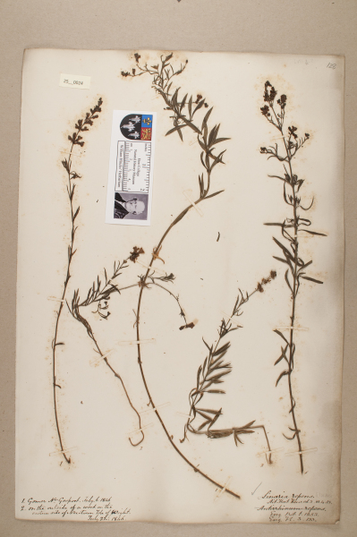 NHM_HH_25.24-2010 image NHM_HH_25.24-2010