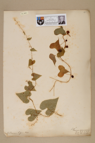 NHM_HH_39.16-2010 image NHM_HH_39.16-2010