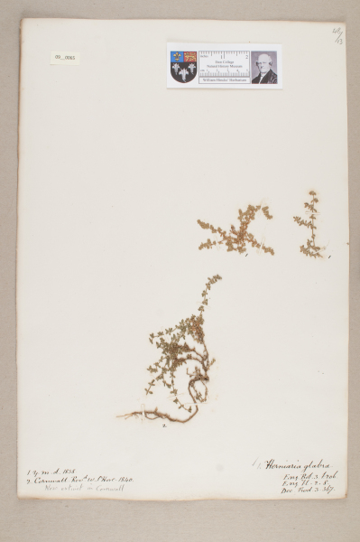 NHM_HH_9.65-2010 image NHM_HH_9.65-2010