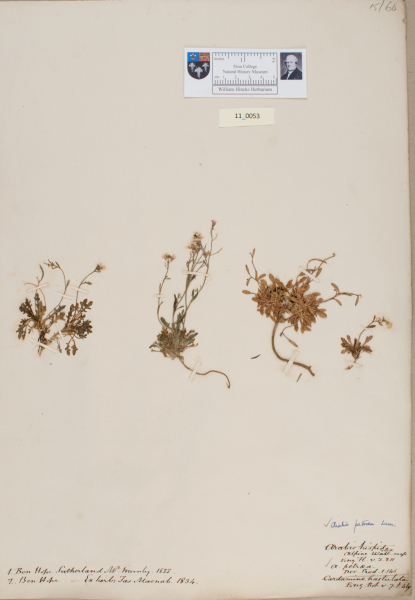 NHM_HH_11.53-2010 image NHM_HH_11.53-2010