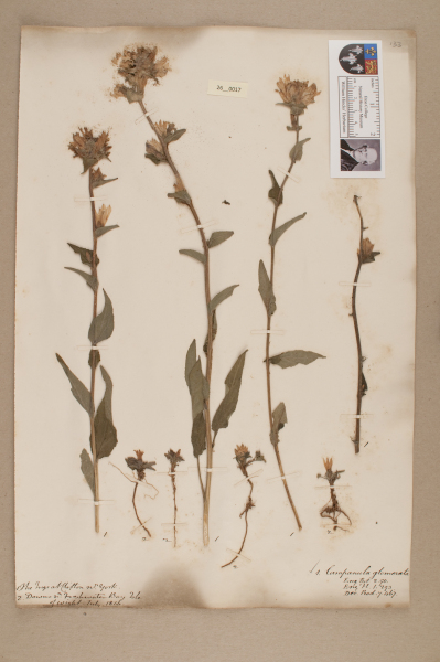 NHM_HH_26.17-2010 image NHM_HH_26.17-2010