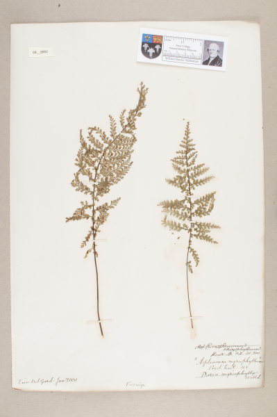 NHM_HH_4.92-2010 image NHM_HH_4.92-2010