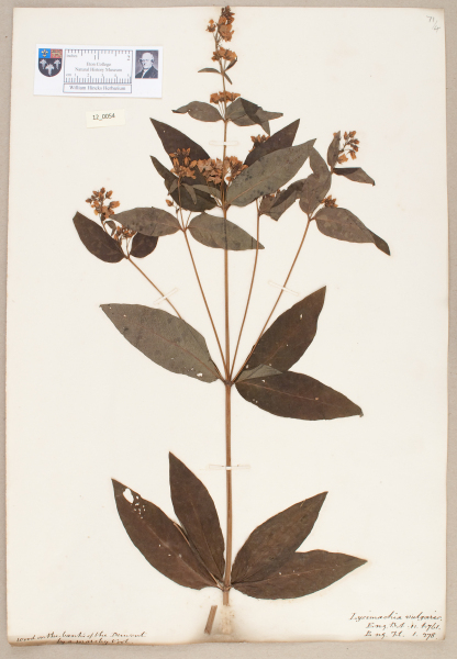 image NHM_HH_12.54-2010